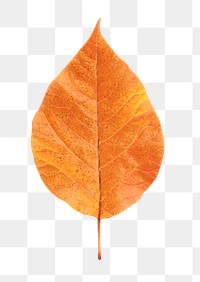 Autumn leaf png sticker, orange plant on transparent background