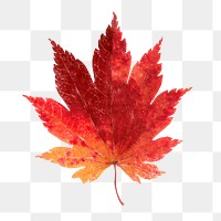 Autumn maple png leaf sticker, season aesthetic on transparent background