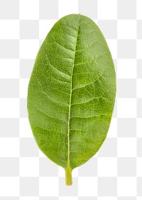 Ficus leaf png sticker, plant cut out, transparent background