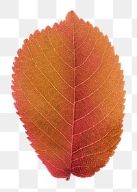 Autumn leaf png sticker, orange plant on transparent background