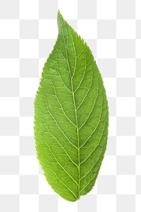 Green leaf png sticker, plant cut out on transparent background