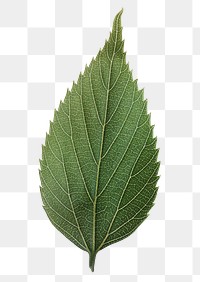 Green leaf png sticker, plant cut out on transparent background