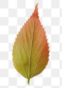 Autumn leaf png sticker, orange plant on transparent background