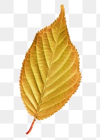 Autumn leaf png sticker, orange plant on transparent background