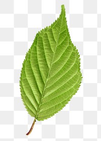 Swamp birch leaf png sticker, plant cut out, transparent background