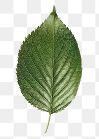 Perilla leaf png sticker, plant cut out, transparent background