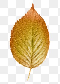 Autumn perilla png leaf sticker, aesthetic plant on transparent background