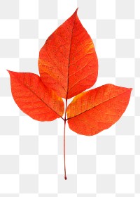 Autumn leaf png branch sticker, Fall season aesthetic, transparent background