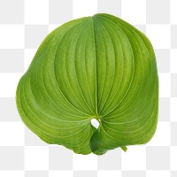 Green leaf png sticker, plant cut out on transparent background