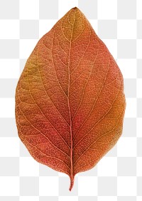 Autumn leaf png sticker, orange plant on transparent background