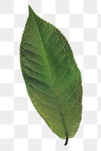 Buckthorns leaf png sticker, plant cut out, transparent background