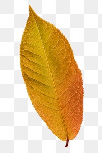 Autumn leaf png sticker, orange plant on transparent background