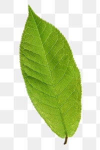 Buckthorns leaf png sticker, plant cut out, transparent background