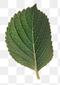 Perilla leaf png sticker, plant cut out, transparent background