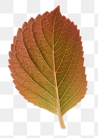 Autumn perilla png leaf sticker, aesthetic plant on transparent background