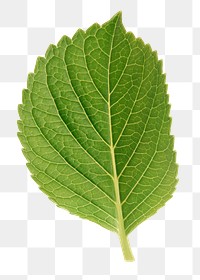 Perilla leaf png sticker, plant cut out, transparent background