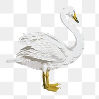 Vintage swan png sticker, bird animal illustration, transparent background