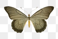 Vintage butterfly png sticker, aesthetic decoration, transparent background