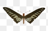 Vintage butterfly png sticker, aesthetic decoration, transparent background