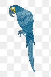 Macaw bird png sticker, vintage animal illustration, transparent background