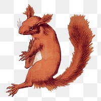 Red squirrel png sticker, vintage animal, transparent background