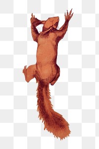 Red squirrel png sticker, vintage animal, transparent background