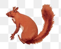 Red squirrel png sticker, vintage animal, transparent background