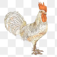 Vintage chicken png sticker, farm animal illustration, transparent background