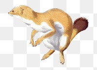 Weasel png sticker, vintage animal, transparent background