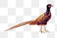 Ring-necked pheasant png sticker, vintage animal illustration, transparent background