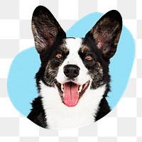 Corgi dog png badge sticker, pet photo in blob shape, transparent background