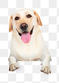 Labrador dog png sticker, pet image on transparent background