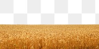Wheat field png border, transparent background, agriculture concept
