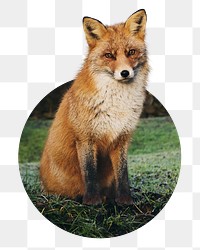 Red fox png badge sticker, animal in circle shape photo, transparent background