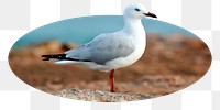 White seagull png bird badge sticker, animal photo, transparent background