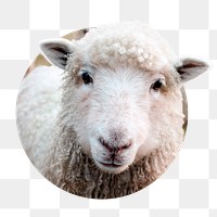 Sheep head png badge sticker, farm animal photo, transparent background