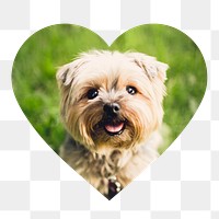 Png Silky Terrier puppy badge sticker, pet photo in heart shape, transparent background