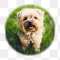 Png Silky Terrier puppy badge sticker, pet photo in soft edge circle, transparent background