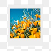 Yellow tulip png field sticker, Spring  instant photo, transparent background