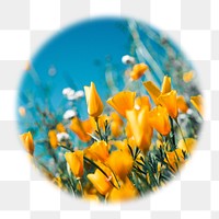 Yellow tulip png field badge sticker, Spring photo in soft edge circle, transparent background