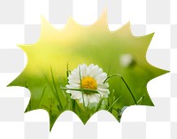 White daisy png flower badge sticker, Spring photo in bang  shape, transparent background