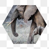 Png mother, baby elephants badge sticker, animal photo in hexagon shape, transparent background