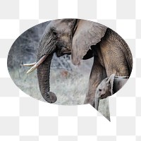 Png mother, baby elephants badge sticker, animal photo in speech bubble, transparent background