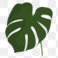 Monstera leaf png sticker, cute illustration, transparent background