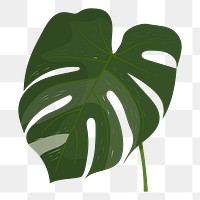 Monstera leaf png sticker, cute illustration, transparent background