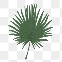 Fan palm leaf png sticker, cute illustration, transparent background