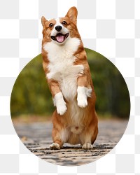 Dog png badge sticker, Welsh Corgi in circle shape photo, transparent background