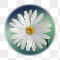 White daisy png flower badge sticker, Spring photo in soft edge circle, transparent background