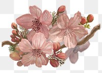 Sakura flower png sticker, cherry blossom, Japanese illustration