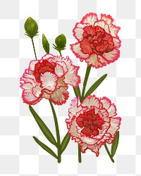 Carnations png flower sticker illustration, transparent background